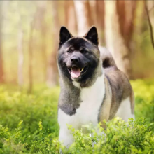 Akita américain