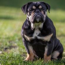 bouledogue-anglais