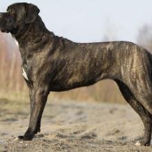 cane corso