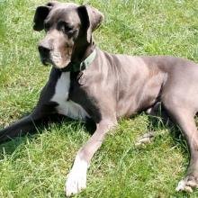 dogue-allemand-grand-danois