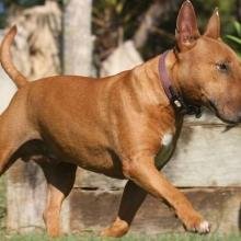 bull-terrier
