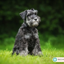 Schnauzer
