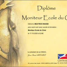 ecole chiot